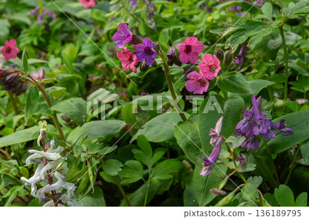 Pulmonaria officinalis thriving in a lush forest under natural sunlight showcasing vibrant flowers and green foliage Pulmonaria officinalis thriving in a lush forest under natural sunlight showcasing vibrant flowers and green foliage 136189795