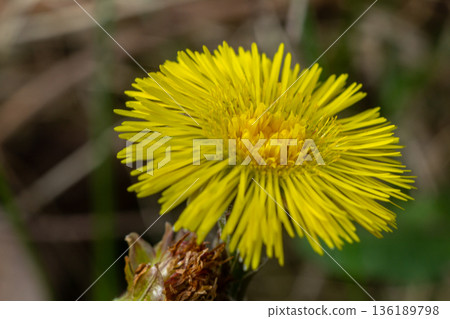 Bright yellow coltsfoot blooms in spring showcasing its unique flower structure against a natural backdrop Bright yellow coltsfoot blooms in spring showcasing its unique flower structure against a natural backdrop 136189798