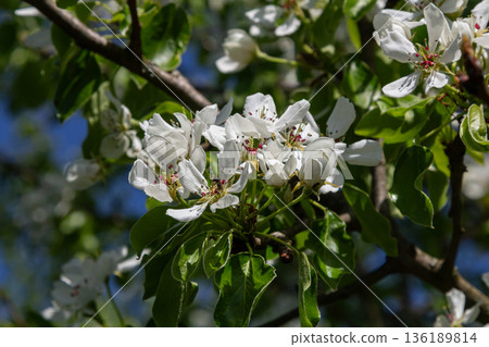 Blooming pear blossoms display delicate white flowers against a clear blue sky in springtime beauty Blooming pear blossoms display delicate white flowers against a clear blue sky in springtime beauty 136189814