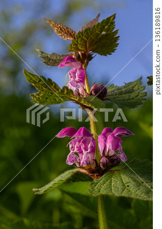 Exploring the vibrant red dead-nettle bloom in a lush green setting during early spring sunshine Exploring the vibrant red dead-nettle bloom in a lush green setting during early spring sunshine 136189816