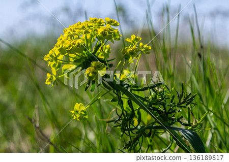 Cypress spurge blooms with decorative yellow-green flowers in a sunny meadow during spring 136189817