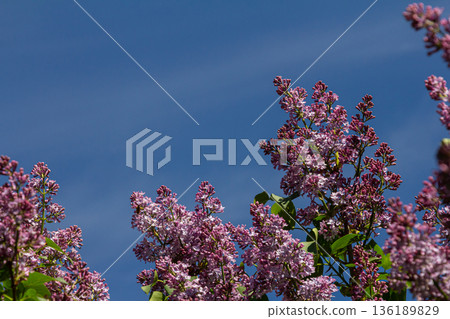 Fragrant lilac blooms under a clear blue sky showcasing the beauty of Syringa vulgaris 136189829