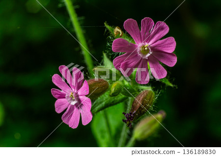 Bright pink flowers of Silene dioica thrive in woodland habitats showcasing their beauty in spring Bright pink flowers of Silene dioica thrive in woodland habitats showcasing their beauty in spring 136189830