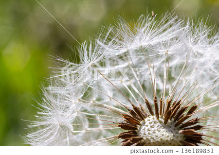 Common dandelion seeds dispersed among green grass under soft daylight in a natural setting 136189831