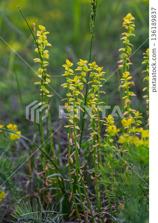 Growing clusters of Lysimachia vulgaris showcasing bright yellow flowers in a lush green environment near water 136189837