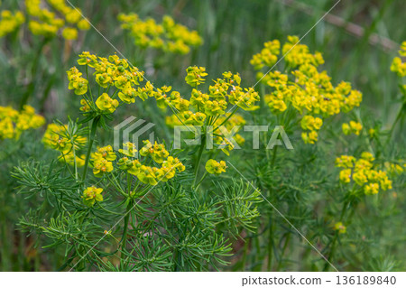 Cypress spurge blooms vibrant yellow-green flowers among green grasses in a sunny meadow during spring season Cypress spurge blooms vibrant yellow-green flowers among green grasses in a sunny meadow during spring season 136189840