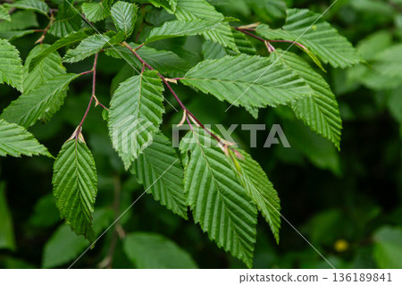 European hornbeam leaves display vibrant green foliage with distinct tooth-like edges and year-round resilience in a lush garden setting 136189841