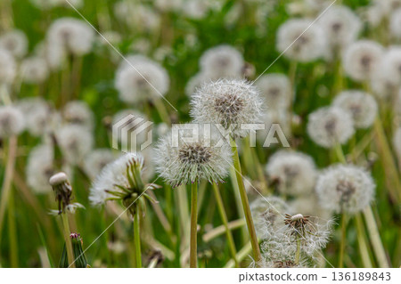 Common dandelion blossoms in grass reflecting nature's cycle during springtime growth Common dandelion blossoms in grass reflecting nature's cycle during springtime growth 136189843