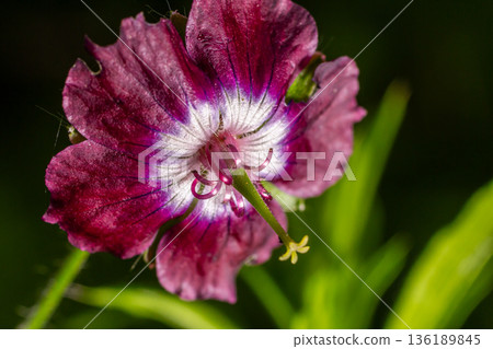 Dusky cranesbill showcases striking dark purplish flowers with delicate nodding petals in a lush garden setting during late spring 136189845