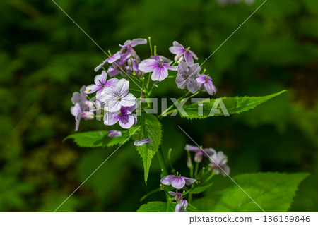 Lunaria rediviva blooms in the forest showcasing delicate purple flowers surrounded by vibrant green foliage Lunaria rediviva blooms in the forest showcasing delicate purple flowers surrounded by vibrant green foliage 136189846