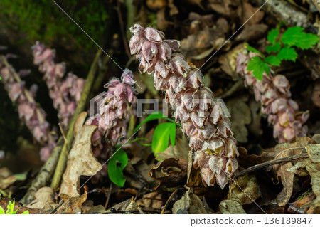 Common Toothwort flourishes on the forest floor showcasing its unique appearance among fallen leaves and natural surroundings Common Toothwort flourishes on the forest floor showcasing its unique appearance among fallen leaves and natural surroundings 136189847