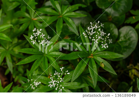 Sweet woodruff flowers with delicate white blooms in lush green woodland setting during springtime growth and blooming 136189849