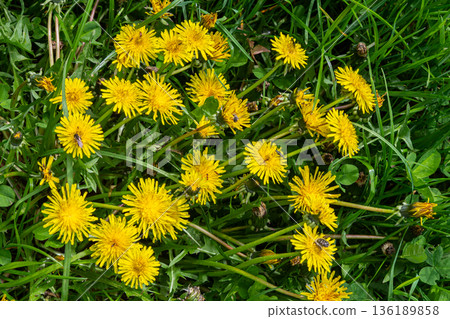 Yellow flowers of Common Dandelion bloom abundantly among lush green grass in a serene outdoor setting Yellow flowers of Common Dandelion bloom abundantly among lush green grass in a serene outdoor setting 136189858