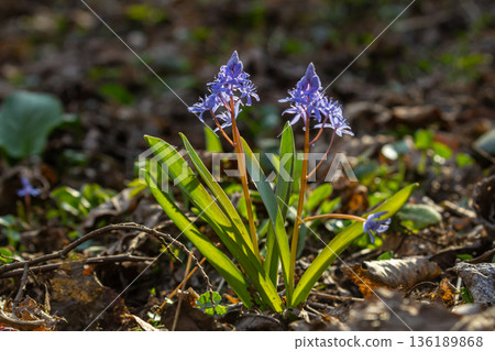 Spring woodland bloom of Scilla bifolia showcasing delicate blue flowers and green leaves in a natural habitat 136189868