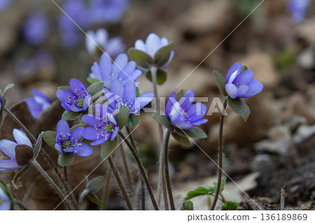 Hepatica flowers bloom vividly in a spring forest showcasing delicate lavender petals among rich green foliage and fallen leaves 136189869