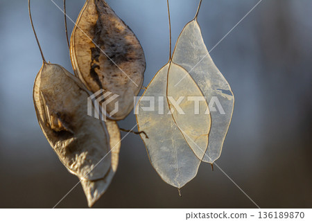 Lunaria rediviva seeds showcasing unique shapes and textures in forest setting during early morning light 136189870