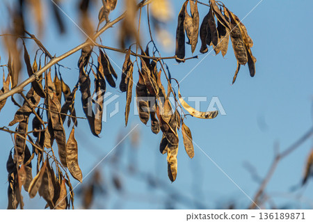 Black locust tree with thorns and drooping seed pods captured against a clear blue sky during autumn Black locust tree with thorns and drooping seed pods captured against a clear blue sky during autumn 136189871
