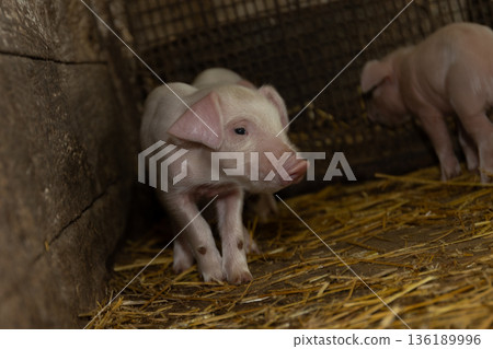 Young Piglets Explore Their Cozy Environment in a Rustic Barn During a Sunny Afternoon Young Piglets Explore Their Cozy Environment in a Rustic Barn During a Sunny Afternoon 136189996