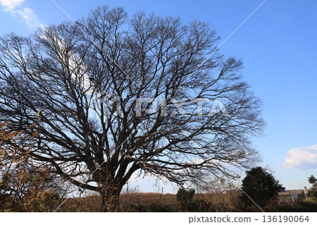 關宿城公園景色 136190064
