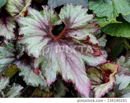 Rex Begonia Rex Begonia 136190281