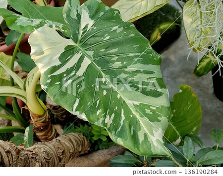 斑葉海芋 斑葉海芋 136190284
