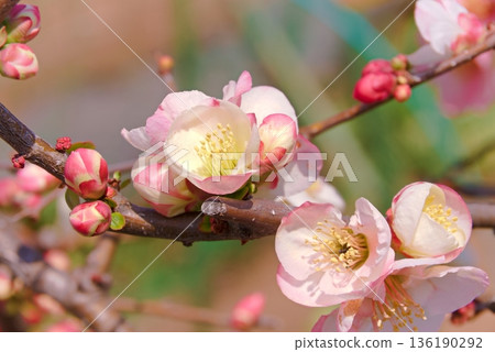 Close-up of Japanese quince flowers Close-up of Japanese quince flowers 136190292