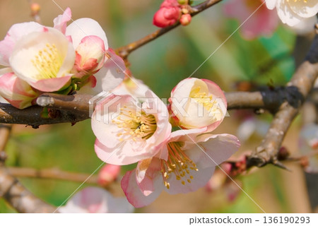 日本木瓜花的特寫 136190293