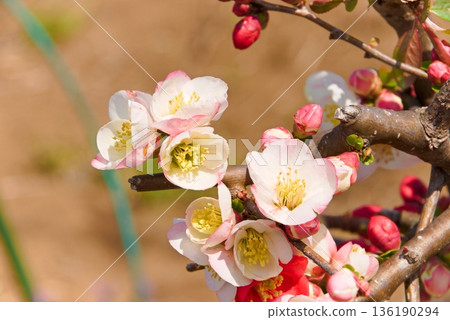 日本木瓜花的特寫 日本木瓜花的特寫 136190294