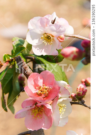 日本木瓜花特寫豎立 日本木瓜花特寫豎立 136190295