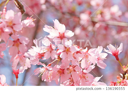 Cherry Blossoms in full bloom Cherry Blossoms in full bloom 136190355