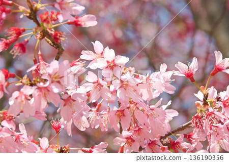 櫻花盛開 136190356