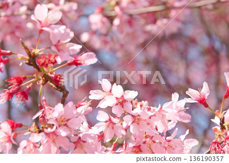 Cherry Blossoms in full bloom 136190357