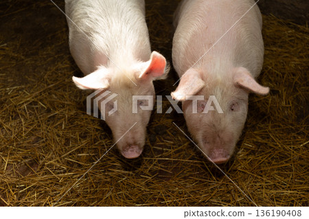 Pastoral Farm Scene Showing Pink Piglets Lying On Straw With Warm Sunlight Illuminating Surroundings 136190408