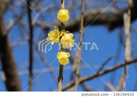 Yellow wintersweet flowers blooming in a winter garden 136190420