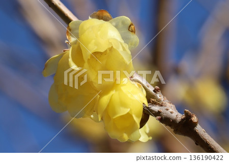 Yellow wintersweet flowers blooming in a winter garden 136190422