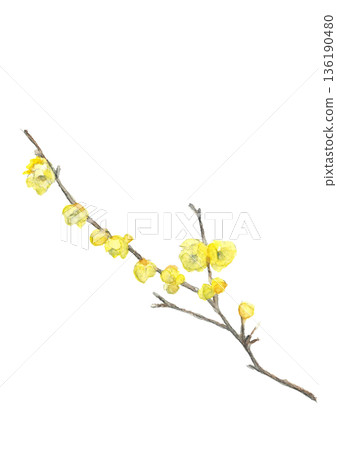 Illustration material of wintersweet flowers painted in watercolor [hand-drawn] White background Copy space Transparent background 136190480