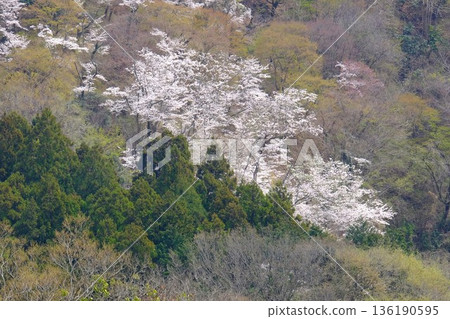 山坡上櫻花盛開，杉樹林生氣勃勃 [相模原市築井，四月] 136190595