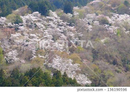 Sakurayama in full bloom [Tsukui, Sagamihara City, April] 136190596
