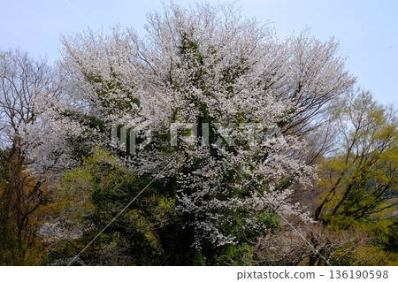 櫻花樹下的樹林 [相模原市築井，四月] 136190598