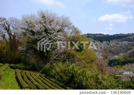 稻部櫻山，混合林、茶園和櫻山的櫻花[相模原市築井，四月] 136190600
