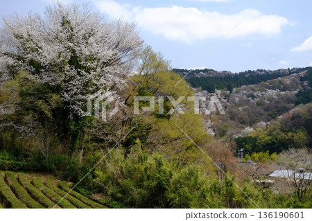 櫻山與稻部村的混合林中的櫻花 [相模原市築井，四月] 136190601