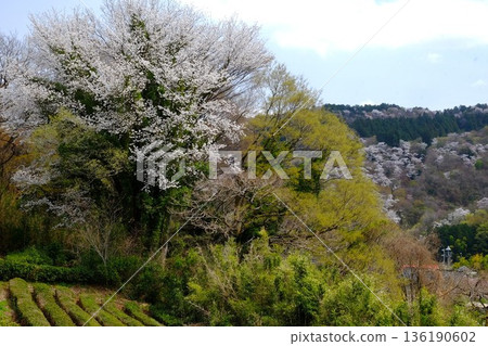 Cherry blossoms blooming in a mountain village in spring Cherry blossoms blooming in a mountain village in spring 136190602