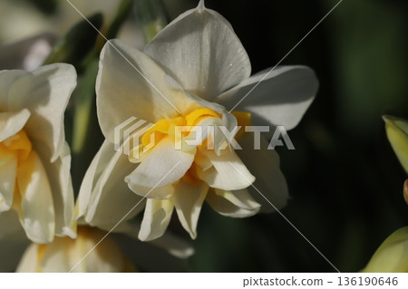 White and yellow double-flowered daffodil flowers blooming in a winter garden 136190646
