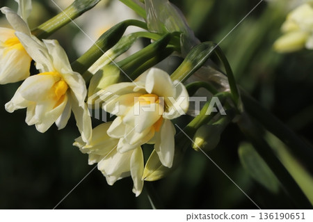 White and yellow double-flowered daffodil flowers blooming in a winter garden White and yellow double-flowered daffodil flowers blooming in a winter garden 136190651