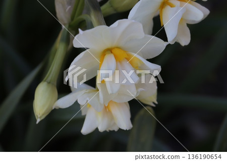 White and yellow double-flowered daffodil flowers blooming in a winter garden White and yellow double-flowered daffodil flowers blooming in a winter garden 136190654