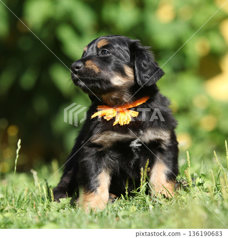 Amazing hovawart puppy in the garden alone, ni Amazing hovawart puppy in the garden alone, ni 136190683