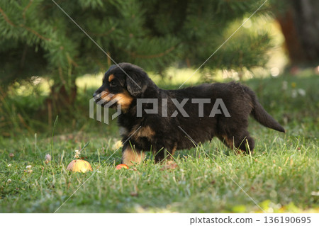 Amazing hovawart puppy in the garden alone, ni Amazing hovawart puppy in the garden alone, ni 136190695