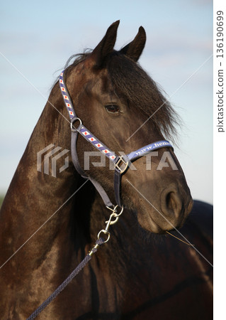 Friesian horse with halter in sunset 136190699