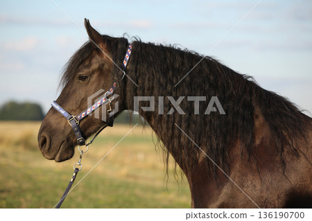 Friesian horse with halter in sunset 136190700