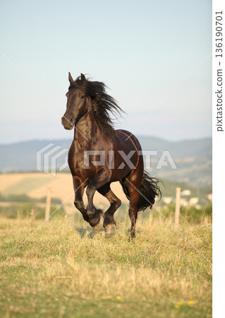 Friesian horse moving in sunset Friesian horse moving in sunset 136190701